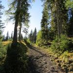 nun geht es mehr oder weniger stark ansteigend durch den Wald von God Aruozzas.