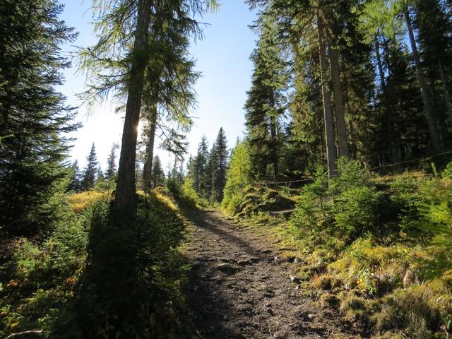 nun geht es mehr oder weniger stark ansteigend durch den Wald von God Aruozzas.