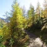 weiter geht es in leichtem Auf und Ab am Hang entlang...