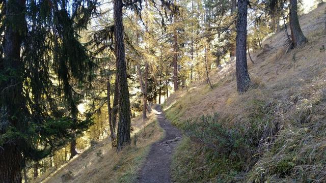 durch den Wald von God Malögetta und Trupchun, geht es weiter taleinwärts