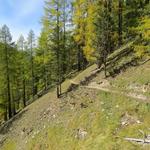 durch sich langsam färbenden lichten Lärchenwald, wandern wir talauswärts