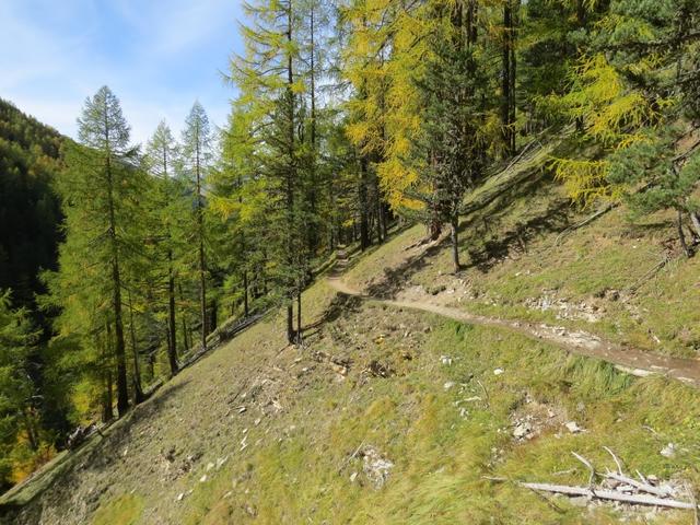 durch sich langsam färbenden lichten Lärchenwald, wandern wir talauswärts