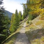 der Weg führt weiter durch lichten Wald...