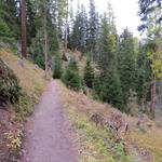 danach geht es rechts in den Wald hinein und in leichtem Auf und Ab am Hang entlang