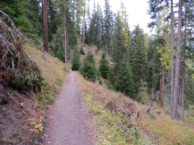 danach geht es rechts in den Wald hinein und in leichtem Auf und Ab am Hang entlang