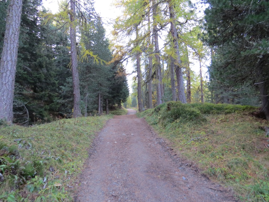 ... und biegen links in den lichten Nadelmischwald hinein