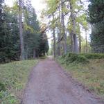 ... und biegen links in den lichten Nadelmischwald hinein