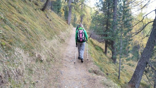 der Weg steigt leicht im lichten Wald an, erst oberhalb des Silsersees...