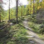 wir folgen letzterem in leichtem Anstieg durch den lichten Nadelwald