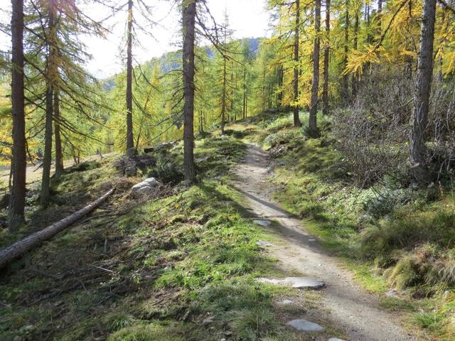 wir folgen letzterem in leichtem Anstieg durch den lichten Nadelwald