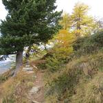 in mässig steilem Zickzack geht es nun durch den Lärchen-Arven-Wald aufwärts