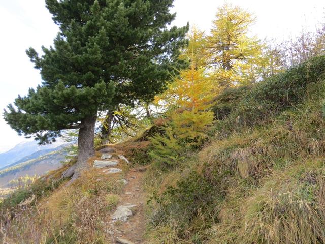 in mässig steilem Zickzack geht es nun durch den Lärchen-Arven-Wald aufwärts