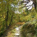 der sehr schöne Bergweg führt uns nun durch einen lichten Lärchenwald