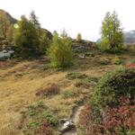 oberhalb der Baumgrenze führt der der Wanderweg durch Alpenrosen-Bestände...