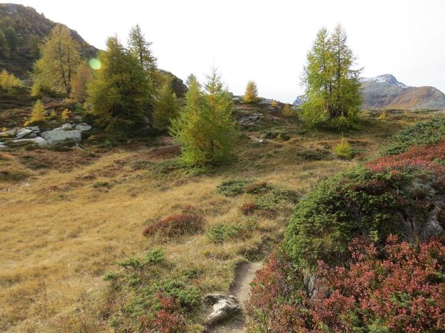 oberhalb der Baumgrenze führt der der Wanderweg durch Alpenrosen-Bestände...