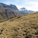 über Alpweiden wandern wir abwärts in das Val Fex