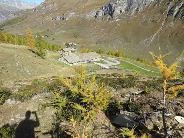 dann in recht steilem Zickzack durch Alpenrosen, hinunter zu den Gebäuden der Alp da Segl