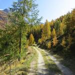 was für eine Pracht wenn sich die Lärchen im Herbst goldgelb färben