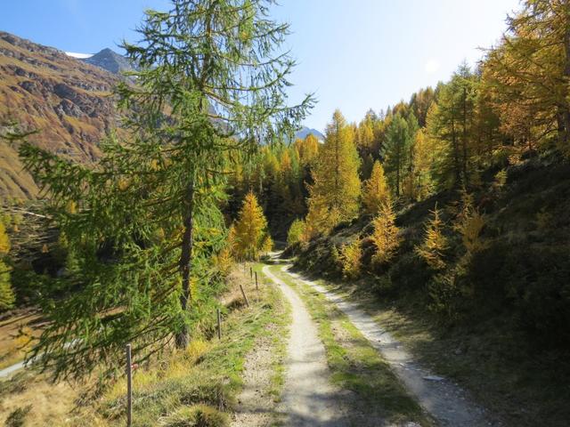 was für eine Pracht wenn sich die Lärchen im Herbst goldgelb färben