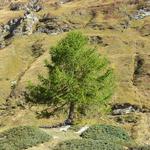 die Natur was für ein Wunder. Was muss diese alleinstehende Lärche im Winter aushalten