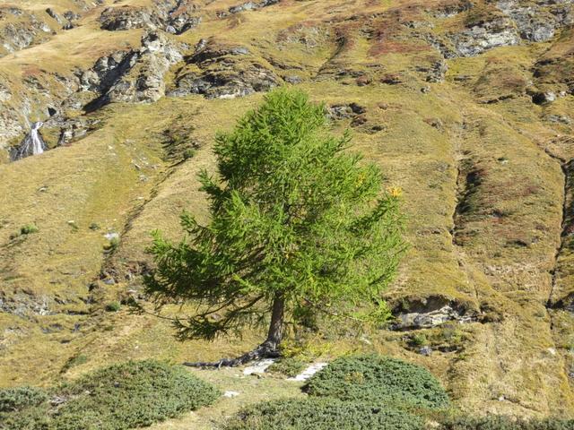 die Natur was für ein Wunder. Was muss diese alleinstehende Lärche im Winter aushalten