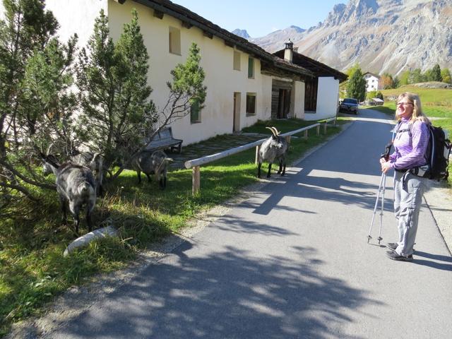 bei Fex-Platta 1890 m.ü.M.