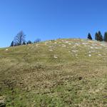 ...bis wir bei Punkt 1178 m.ü. M. aus dem Schatten der Bäume ins offene Gelände gelangen