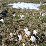 ein Teppich aus Krokussen breitet sich vor uns aus, und wir wandern mitten durch dieses kleine Blütenmeer.