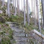 nun beginnt der Abschnitt durch den Mösliwald