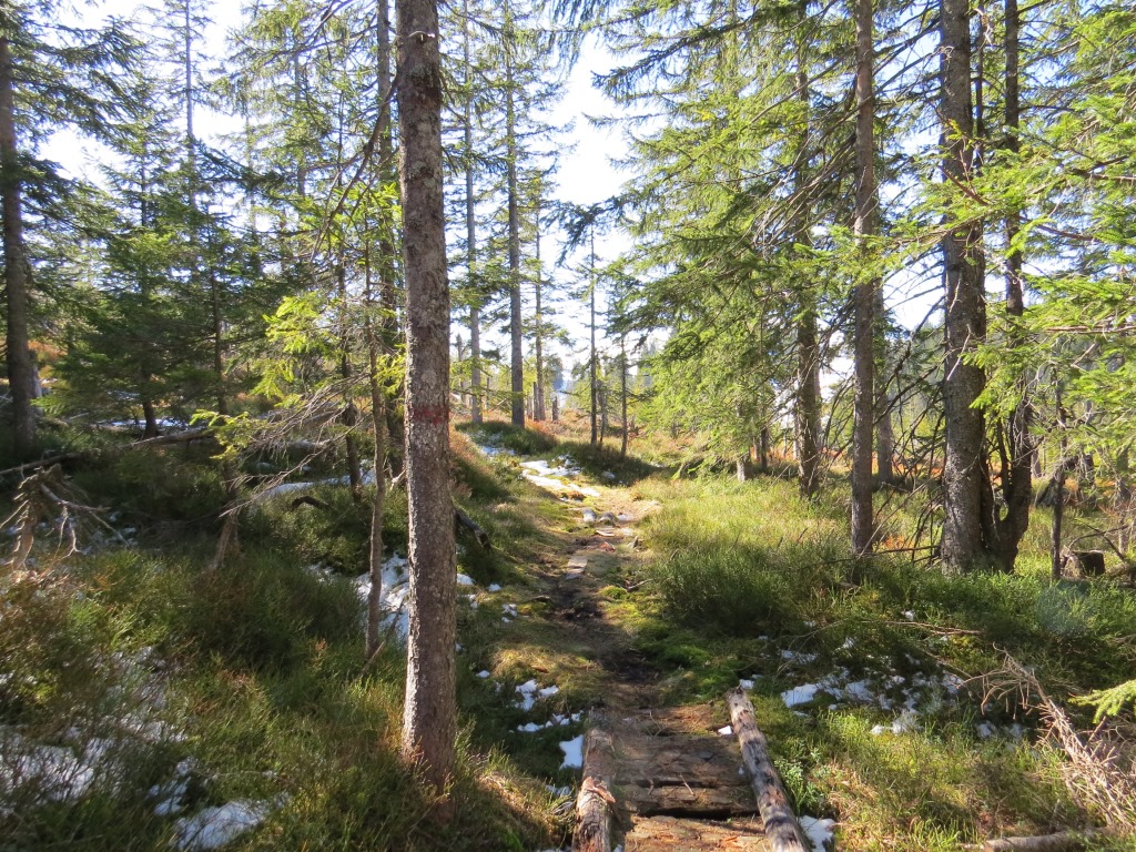 ...der sich zwischen den Bäumen hindurchschlängelt