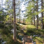 ...der sich zwischen den Bäumen hindurchschlängelt