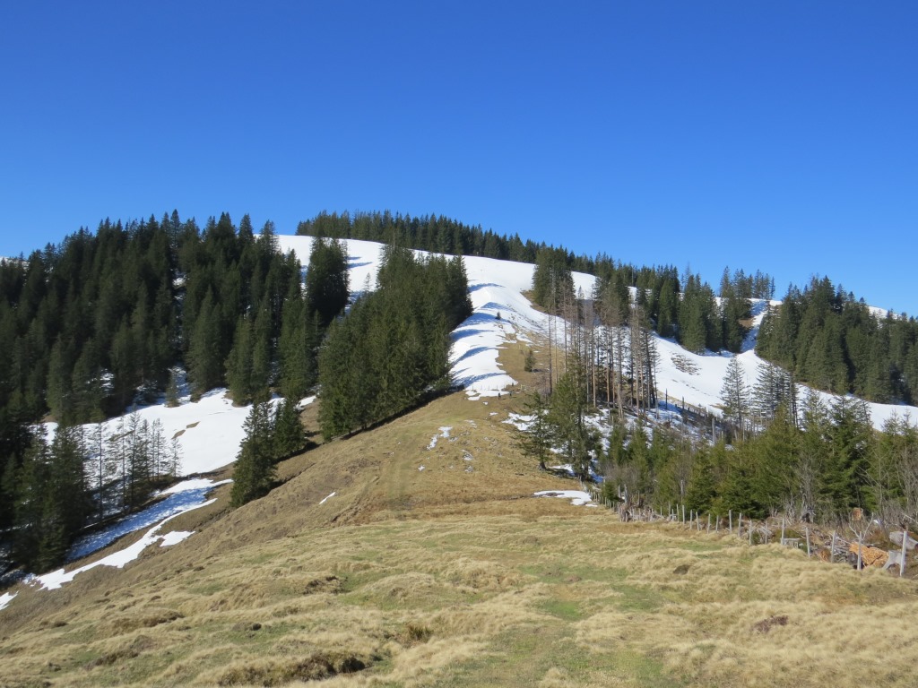 an der Weggabelung verlassen wir rechts abbiegend den Wald und steigen zunächst über grüne Alpweiden...