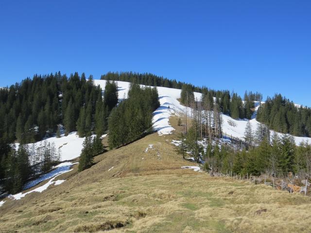 an der Weggabelung verlassen wir rechts abbiegend den Wald und steigen zunächst über grüne Alpweiden...