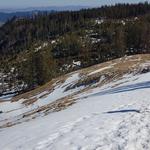 Blick zurück zum Mösliwald