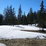 ...und teilweise schneebedeckten Wald...