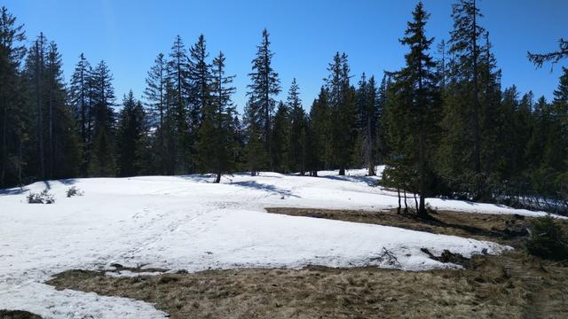 ...und teilweise schneebedeckten Wald...