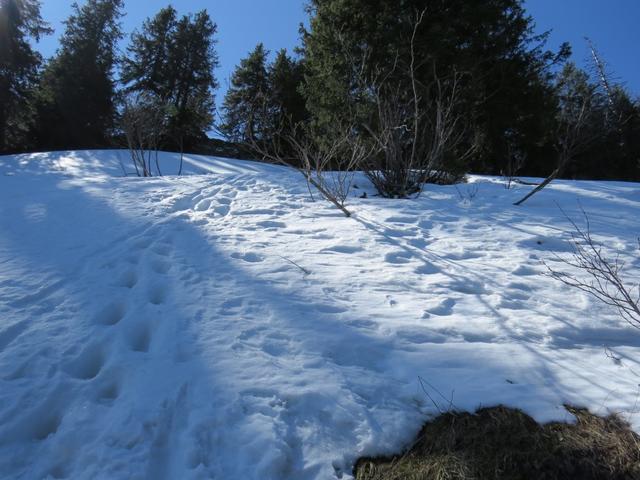 in einem Rechtsbogen zieht der Weg weiter und führt uns unterhalb des Grates durch die verschneite Landschaft