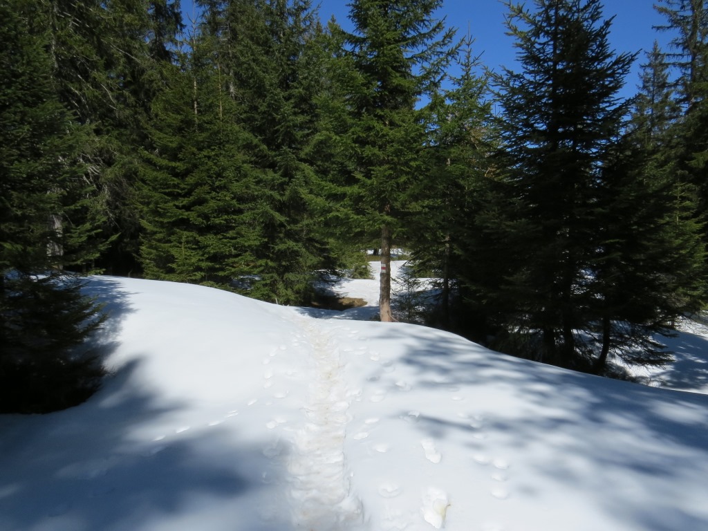 wir bleiben auf dem nun breiten Bergrücken, überqueren Punkt 1530 m.ü.M...