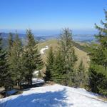 in engen Zickzackkurven führt uns der Pfad über die letzten Altschneefelder und durch den lichten Tannenwald...