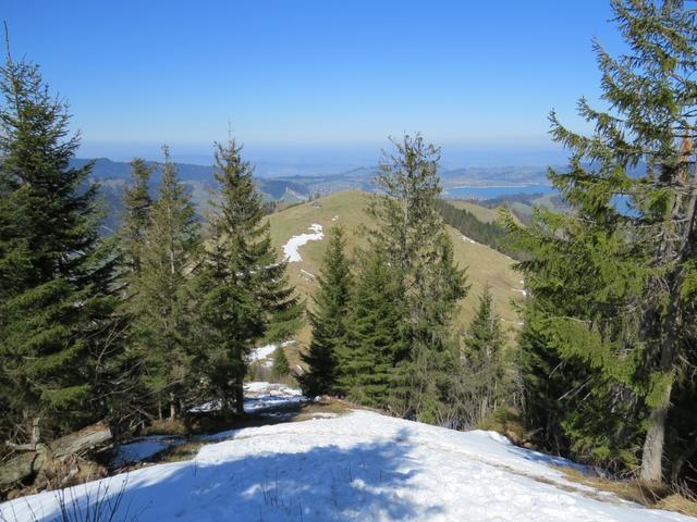 in engen Zickzackkurven führt uns der Pfad über die letzten Altschneefelder und durch den lichten Tannenwald...
