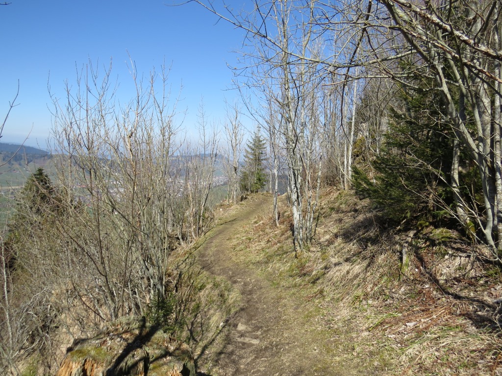wir tauchen in den Bollerenwald ein und durchqueren ihn auf einem angenehm weichen Waldpfad