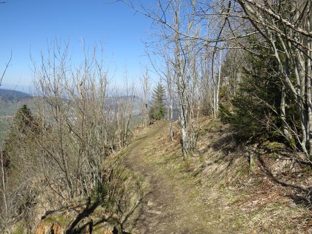 wir tauchen in den Bollerenwald ein und durchqueren ihn auf einem angenehm weichen Waldpfad