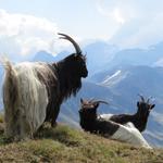 Bergtour Rosswald - Folluhorn - Fülhorn - Rosswald 22.8.2018