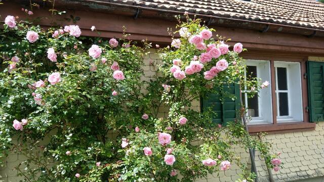 immer wieder bestaunen wir schöne Rosen