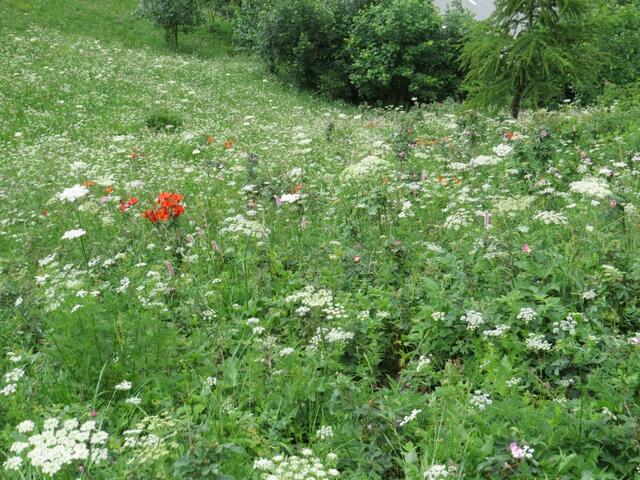 wunderschön diese Blumenpracht