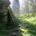 schon zu Beginn der Via Engiadina sind wir begeistert. Der Wald hier ist wildromantisch