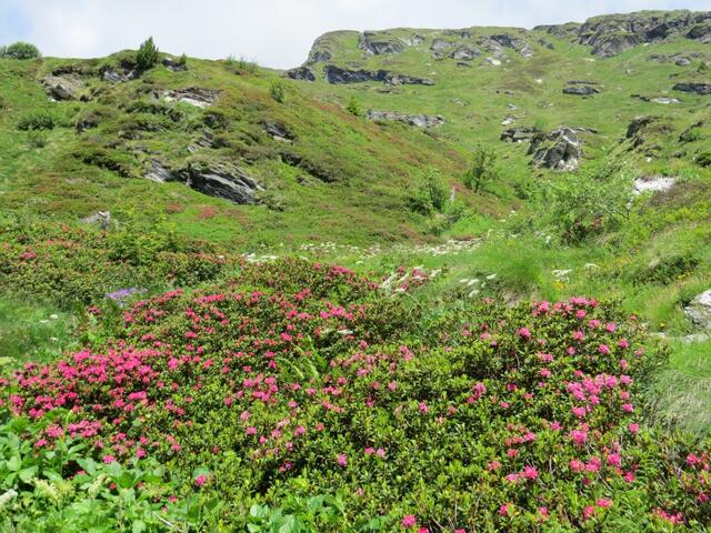 zwischen blühenden Alpenrosen gewinnen wir an Höhe