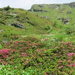 zwischen blühenden Alpenrosen gewinnen wir an Höhe