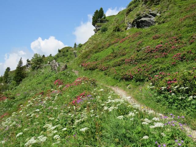 im Frühsommer säumen eine unglaubliche Vielfalt an Blumen in dieser Region die Wanderwege