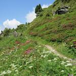 im Frühsommer säumen eine unglaubliche Vielfalt an Blumen in dieser Region die Wanderwege